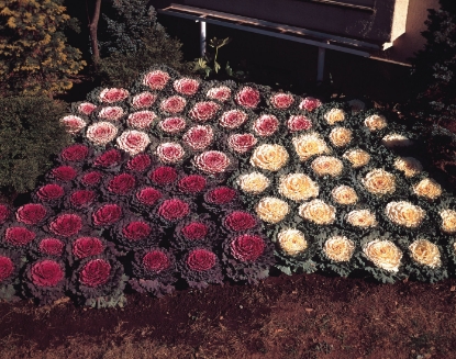 Picture of Ornamental Brassicas Osaka Mixed F1
